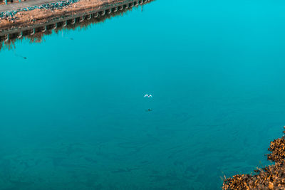 High angle view of bird flying over blue river