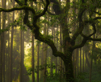 Trees in forest