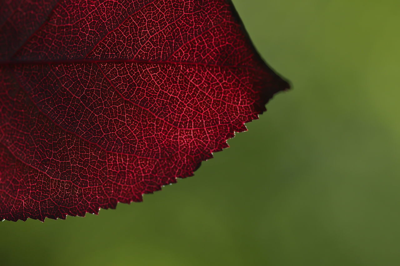 CLOSE-UP OF RED LEAVES