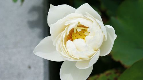 Close-up of white flowers against blurred background