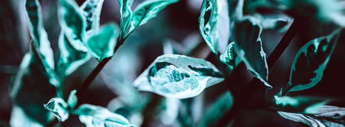 Close-up of blue flowering plant
