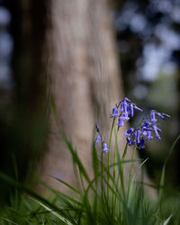 Close-up of purple flowering plant