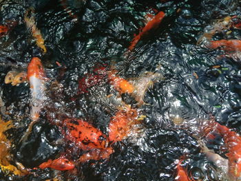 High angle view of koi carps swimming in lake