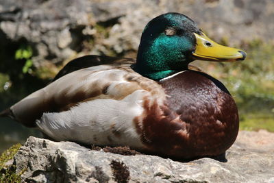 Close-up of a duck