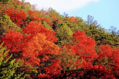 Low angle view of maple tree against sky