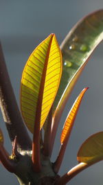 Close-up of yellow flowering plant