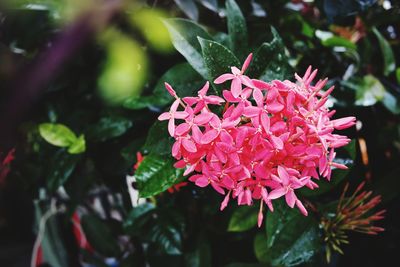 Close-up of pink flowering plant