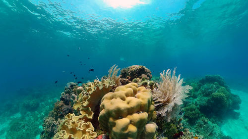 View of coral in sea