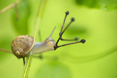 Close-up of snail on plant