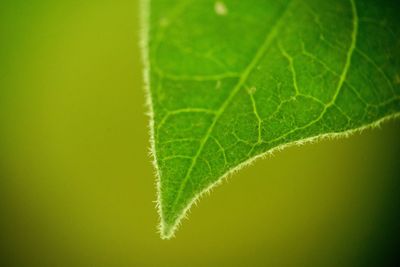 Close-up of green leaf