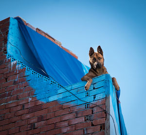 Portrait of dog against blue sky