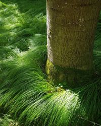 Close-up of moss growing on tree trunk in forest