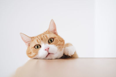 Portrait of a cat against white background