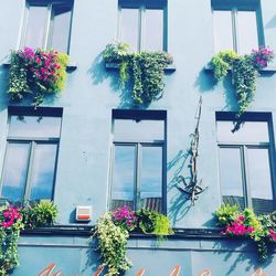 Potted plants against window