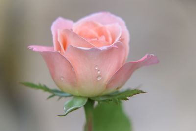 Close-up of pink rose