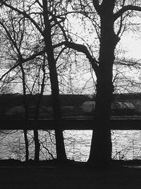 Bare trees against sky