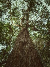 Low angle view of tree trunks in forest