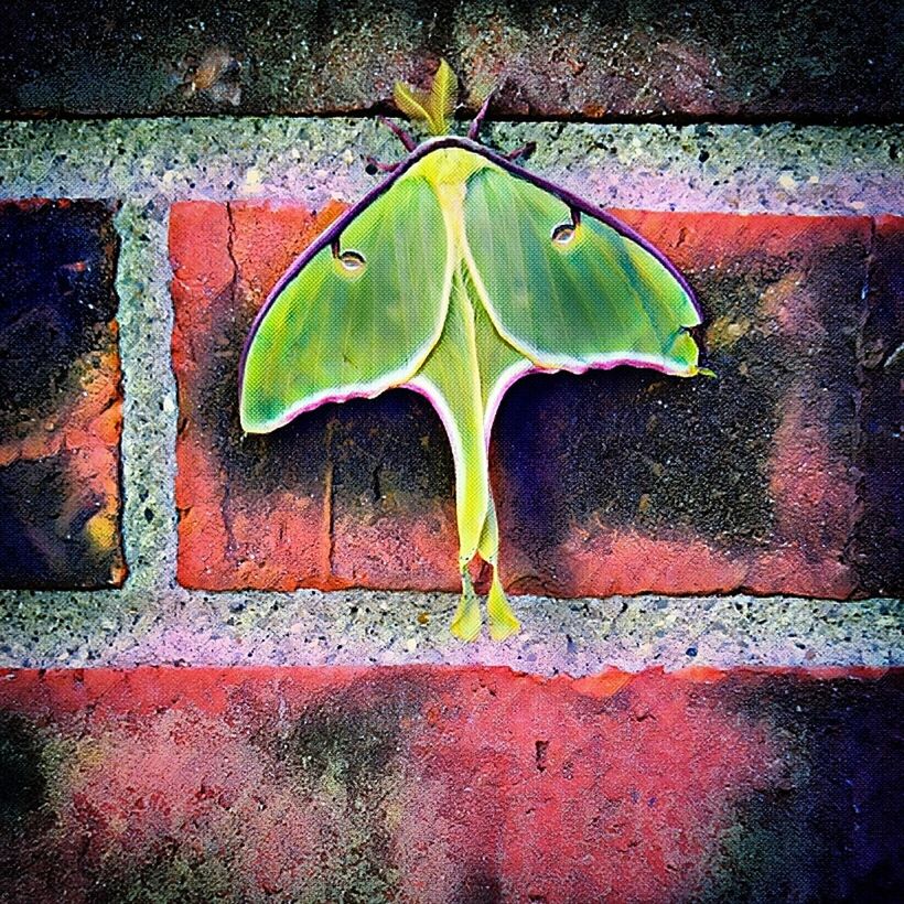 leaf, day, brick wall, outdoors, no people, growth, close-up, architecture, nature