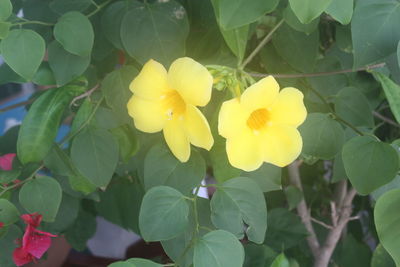 Close-up of yellow flowers blooming outdoors