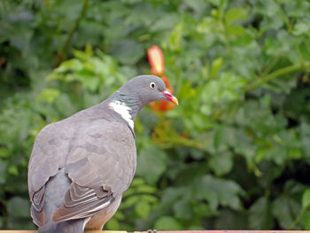 Close-up of pigeon perching