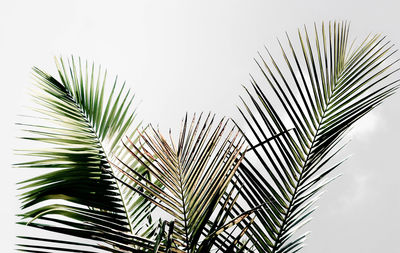 Close-up of palm tree against sky