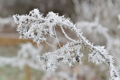 Frost deposited on the stems of a rosebush in a garden