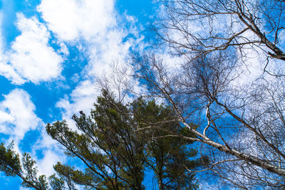 Low angle view of trees against blue sky