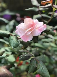 Close-up of raindrops on pink rose