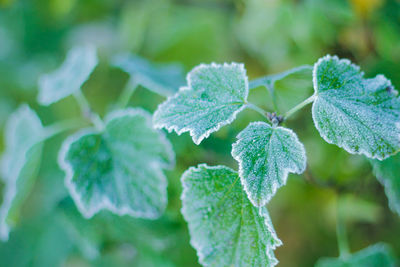 Close-up of frozen plant during winter