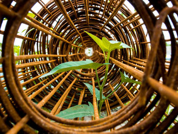 Top leaf of morning glory insert in the roll of rusty steel wire mesh