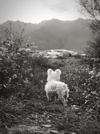 Dog on mountain against sky