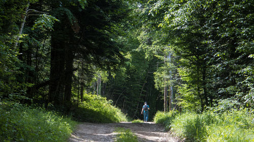 Rear view of man walking in forest