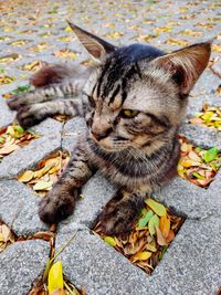 High angle view of a cat