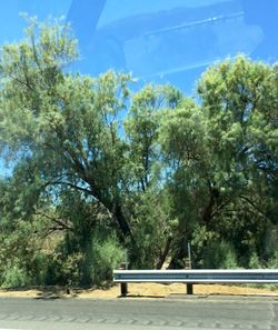 Trees against blue sky