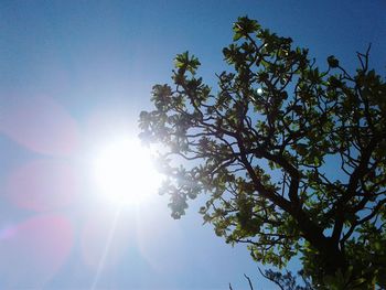 Sun shining through trees