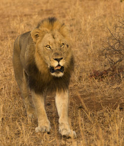 Portrait of male lion walking