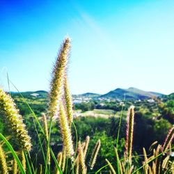 Close-up of wheat field against clear blue sky