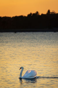 Swan swimming in lake