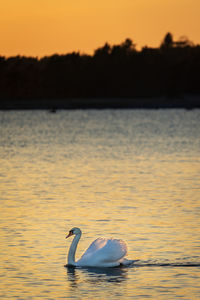 A lone swan at sunset.