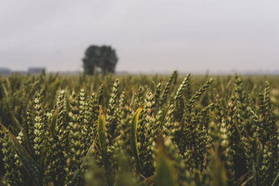 Crops growing on field against sky