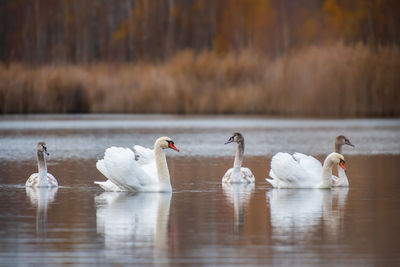 Swans swimming in lake