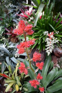 Close-up of red flowers