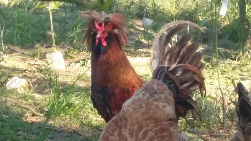 Close-up of rooster on field