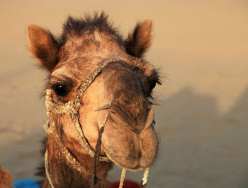 Close-up of camel sitting in desert