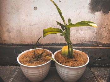 Close-up of potted plant against wall