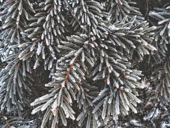 Full frame shot of tree