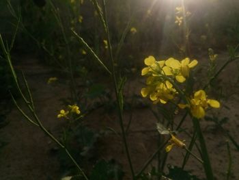 Close-up of yellow flowers