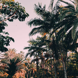 Low angle view of palm trees against clear sky