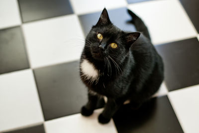 High angle view of cat sitting on floor