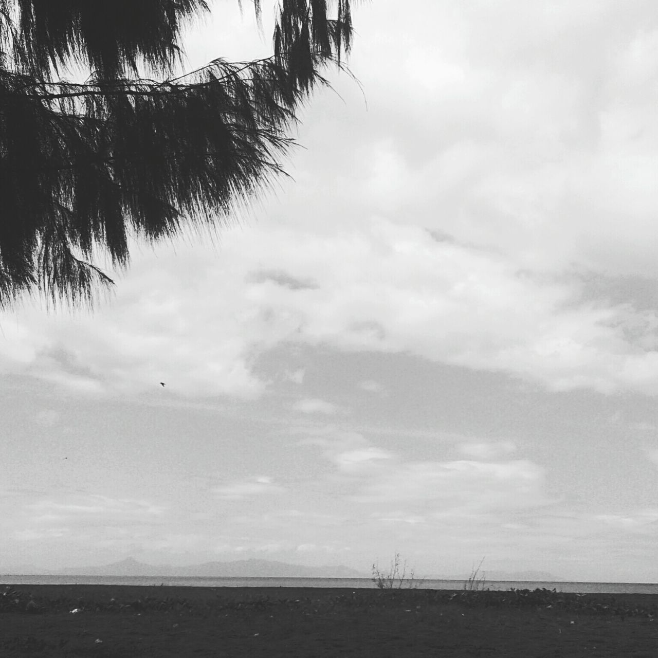 LOW ANGLE VIEW OF TREES ON BEACH